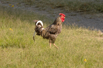 Rooster Carijó loose on the farm
