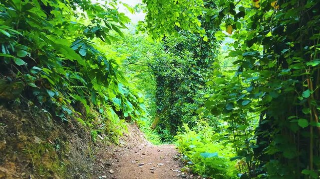 Nestled deep within a verdant forest, a sprawling tree stands proud among moss-covered rocks, bathed in the soft glow of dawn, showcasing nature's extraordinary beauty and tranquility.