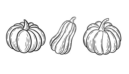 Rustic hand drawn pumpkins, line drawing
