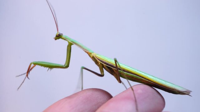 A vibrant green mantis perches on a person's hand, curiously scanning its surroundings. This captivating predatory insect showcases the delicate balance between nature and human interaction