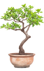 bonsai tree.