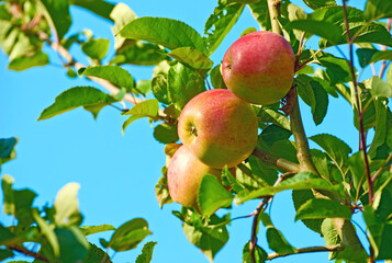 Apples, tree and orchard in summer for growth, agriculture or outdoor with food production for nutrition. Red fruits, nature and sustainability farming in countryside, environment or crops in China