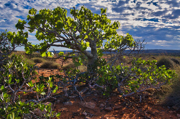 A kurrajong tree (Brachychiton populneus) in the arid outback of Cape Range National Park, Western Australia
