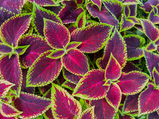 Multicolored leaves of Coleus also known as spurflower, flybush, hedgehog flower and hullwort. Full frame of colorful plants.