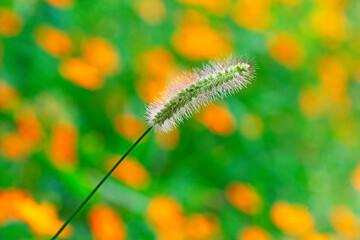GRASS FLOWER