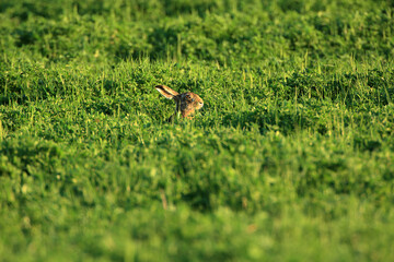 Fototapeta premium Wild brown hare sitting in a grass Fedhase auf einer Wiese