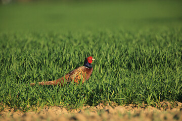 Wild pheasant in a grass
Fasan auf dem Feld