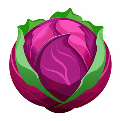 Red Cabbage on Vector art Illustration