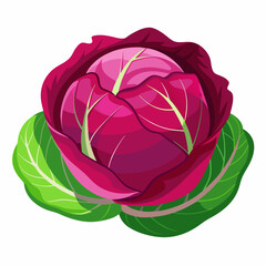 Red Cabbage on Vector art Illustration