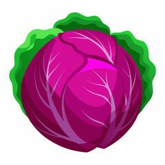 Red Cabbage on Vector art Illustration