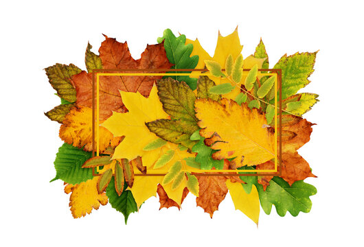 autumn leaves frame, colorful foliage, white background clip art preview
