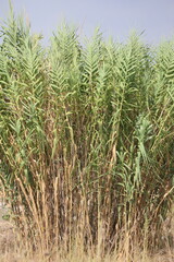 Reeds in the field in summer