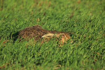 Wild brown hare sitting in a grass
Fedhase auf einer Wiese