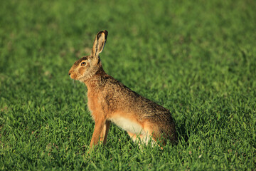 Wild brown hare sitting in a grass
Fedhase auf einer Wiese