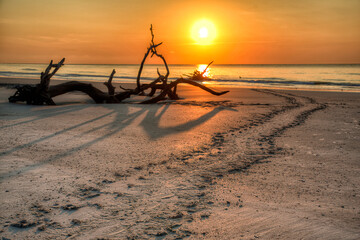 Turtle Tracks the Beach at Sunrise