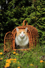 Maine-Coon-Katze im KÃ¶rbchen
Adorable Maine Coon cat among flowers with a basket