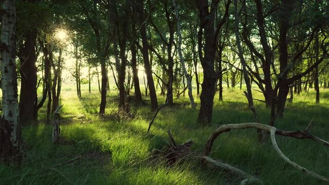 A deer running throught the forest in slowmotion during sunset