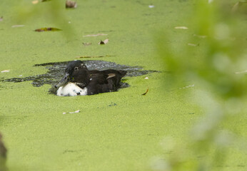 black and white duck in the water, black and white hybrid duck in the pond, cute duck between...