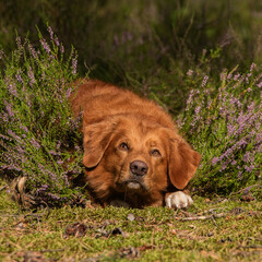 Obraz premium Nova scotia duck tolling retriever autumn portrait