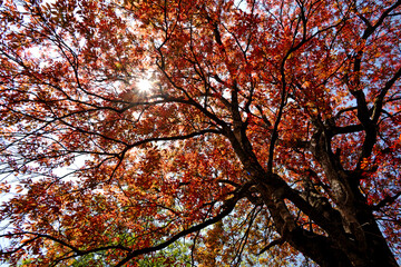 Fototapeta premium COLOR OF SPRING