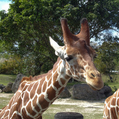 Close-Up With A Giraffe