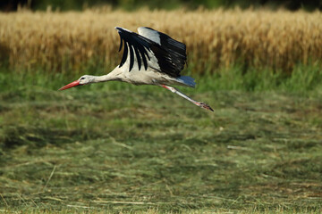 A White Stork in flight
WeiÃŸstorch im Flug
