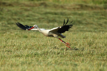 white stork (Ciconia ciconia) in the green grass taking off on a sunny summer day