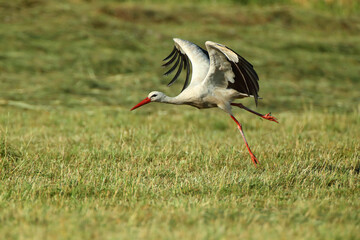 white stork (Ciconia ciconia) in the green grass taking off on a sunny summer day