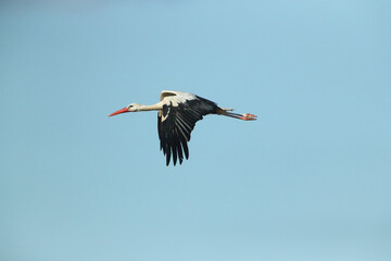 A White Stork in flight blue sky
Weißstorch im Flug