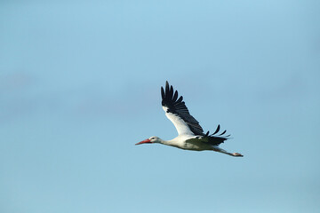 A White Stork in flight blue sky
Weißstorch im Flug