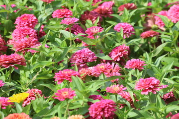 pink  Zinnia peruviana (Peruvian Zinnia) flowers in a park
