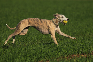Whippet beim Rennen mit einem Ball
Whippet running with a ball