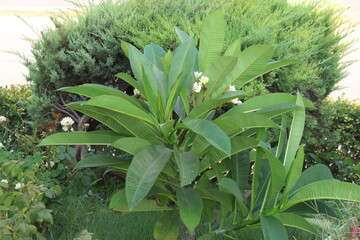 Obraz premium plumeria plant in a garden