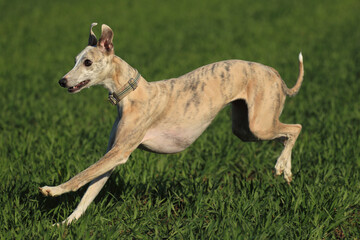 Whippet beim Rennen.
Whippet running