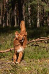 Happy Tolling retriever in forest