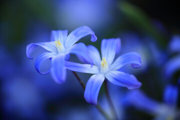 Sternhyazinthen
Close up of glory of the snow flowers in early spring