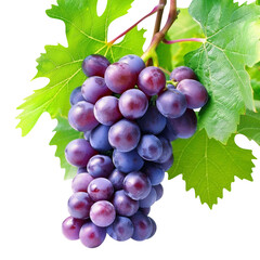 Fototapeta premium grapes bunch isolated on white background. Generative AI