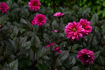 Fototapeta premium Where Nature Performs Its Colorful Symphony: A Garden's Blooming Marvels of British Columbia, Canada