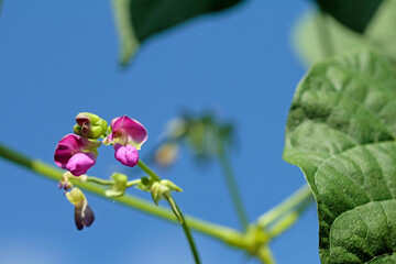 red flower from  runner beans and sky background