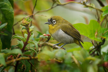 Sri Lanka white-eye Zosterops ceylonensis small passerine bird endemic to Sri Lanka, resident breeder in forests, gardens and plantations, mainly in the highlands. Feeding on the blossoms