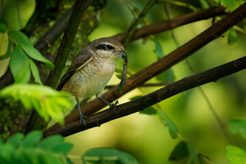 Brown shrike Lanius cristatus bird found mainly in Asia, closely related to red-backed (collurio) and isabelline shrike (isabellinus), distinctive black bandit mask, with the catch