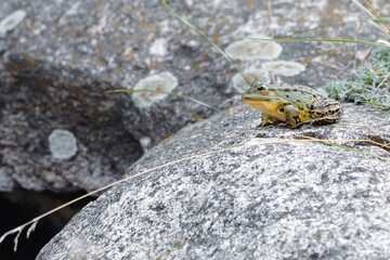 Green pond frog (Rana lessonae) sitting on a stone at the edge of a pond, Sarnaki Forest District, Poland

