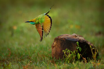Asian green bee-eater Merops orientalis also Little green bee-eater, bird in Sri Lanka widely distributed across Asia from coastal southern Iran east through the Indian subcontinent to Vietnam