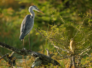 Grey Heron - Ardea cinerea long-legged predatory wading bird of the heron family Ardeidae, bird hunter waiting and standing in sunny lake environment close to the water in marshes