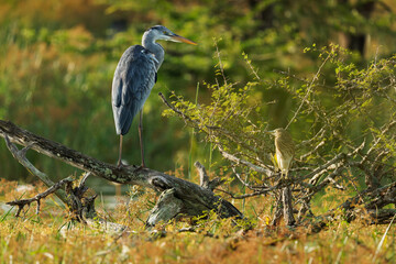 Grey Heron - Ardea cinerea long-legged predatory wading bird of the heron family Ardeidae, bird hunter waiting and standing in sunny lake environment close to the water in marshes