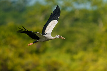 Asian openbill stork - Anastomus oscitans large flying bird in Ciconiidae, Indian subcontinent and Southeast Asia, greyish or white with black wings and gap between upper and lower mandible