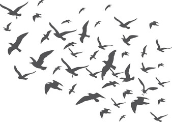 Bird flock black silhouettes. Flying animal group