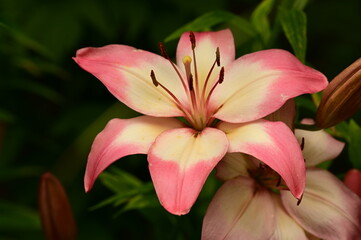 Where Nature Performs Its Colorful Symphony: A Garden's Blooming Marvels of British Columbia, Canada