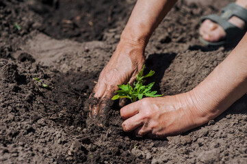 A woman gardener plants a green tomato seedling in wet soil from the garden. Photography, agriculture, gardening concept.