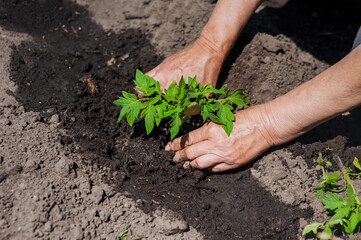 An elderly woman gardener plants a green tomato seedling with her hands in wet watered soil from the garden on a plantation. Close-up photography, agriculture, gardening concept, growing vegetables.